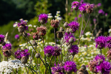 Centaurea scabiosa subsp. apiculata, Centaurea apiculata, Compositae. Wild plant shot in summer