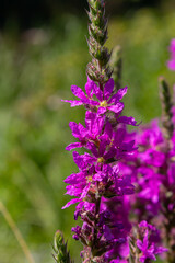 Purple loosestrife Lythrum salicaria inflorescence. Flower spike of plant in the family Lythraceae, associated with wet habitats