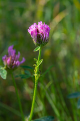 Wild red clover flower isolated Trifolium pratense, with green nature background