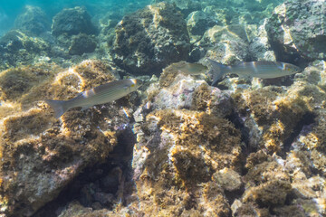 A school of flathead grey mullet fish gracefully swims in the clear sunlit sea water above a rocky, algae-covered bottom.
