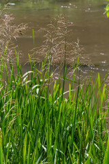 On the banks of the river and in the water, the forage grain Glyceria maxima grows