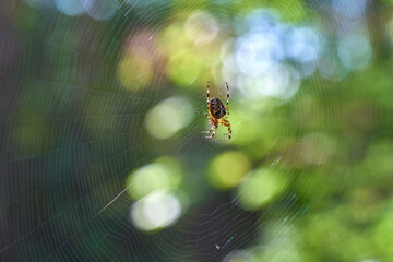 spider on web close up