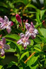 Weigela Bristol Ruby red flowers - Latin name - Weigela florida Bristol Ruby