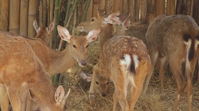 Brown spotted deer bambi eats hay.
