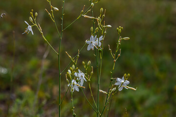 Fragile white and yellow flowers of Anthericum ramosum, star-shaped, growing in a meadow in the wild, blurred green background, warm colors, bright and sunny summer day