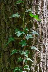 Fresh bright green leaves of ivy Hedera helix on grey-brown tree bark