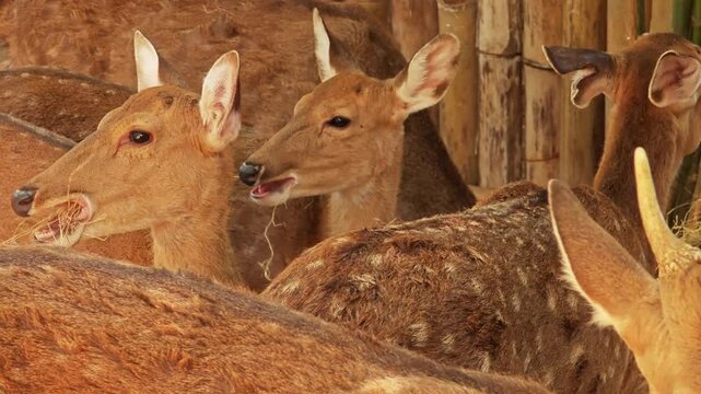 Brown spotted deer bambi eats hay.