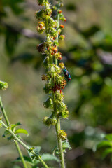 Common agrimony seeds, Latin name Agrimonia eupatoria