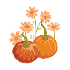 vector drawing pumpkins and flowers, Thanksgiving day decoration, autumn vegetable composition with cosmos flowers, hand drawn illustration
