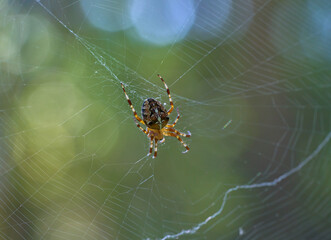 spider on web close up