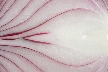 close up of onion