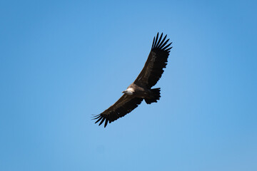 Griffon vulture flying over the Verdon Gorges