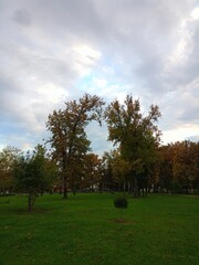 trees in the park