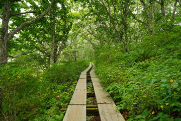 Obraz premium Nanashima Yashimain or Yashimagahara in Nagano, Japan - 日本 長野 七島八島 八島湿原