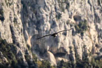 Flying vulture in the sky of the Gorge du Verdon in France. White cliffs in the background