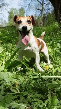 Cute small dog stands excitedly in front of a camera in nature, wagging its tail, waiting for a toy fetch. Wide happy smile.  park walk with pet play time vertical video 9:16 reel size
