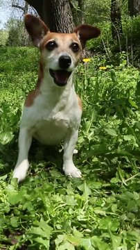 Active running dancing dog fetching a toy in green nature location outdoors with flowers and grass. Playing fast silly pet Jack Russell terrier wide wide happy smile. Vertical video footage 9:16