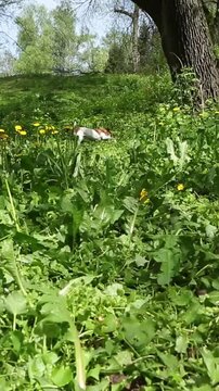 Adorable running dancing dog fetching a toy in green nature location outdoors with flowers and grass. Playing fast silly pet Jack Russell terrier wide wide happy smile. Vertical video footage 9:16