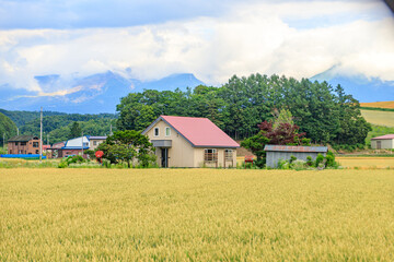 Obraz premium Countryside House with Red Roof in Golden Wheat Field with Mountain View, Biei, Hokkaido, Japan