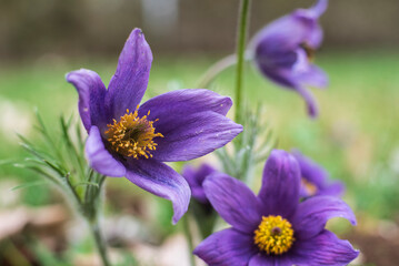 the flower head of a pasque flower