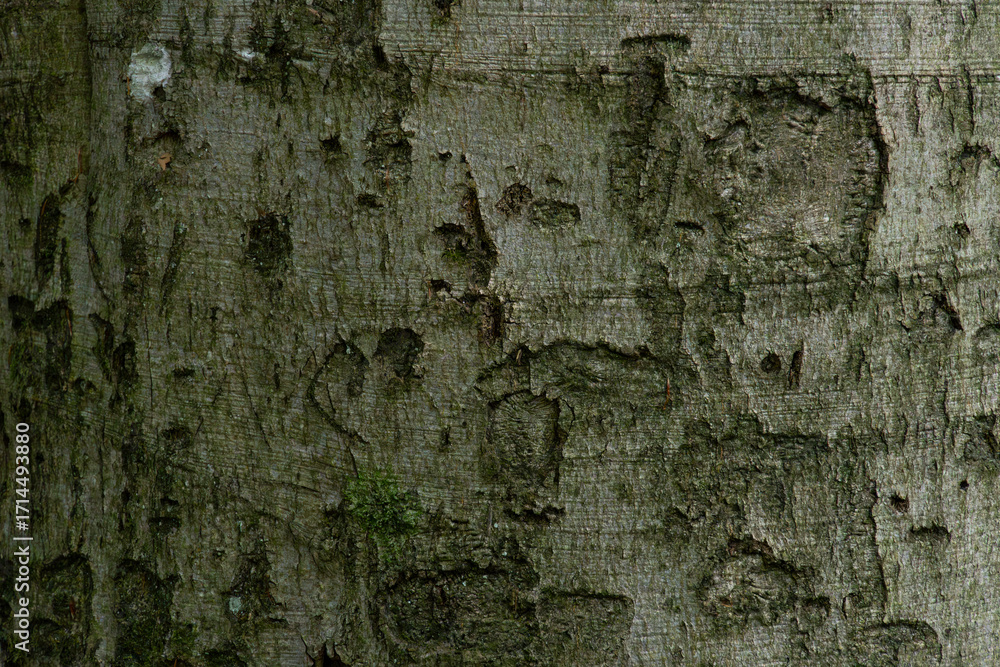 Poster the bark of a tree is covered in moss and has a rough texture