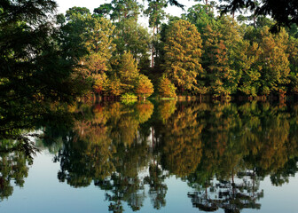 reflection of trees in water