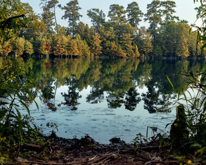 reflection of trees in water