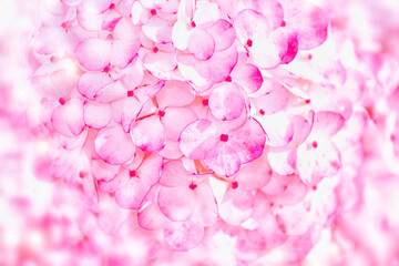 Blur. Floral natural background of delicate hydrangea flowers.