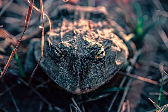 Goliath frog - Powered by Adobe