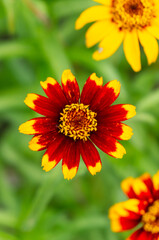 Zinnia with red-yellow leaves and green background. A beautiful colorful flower.