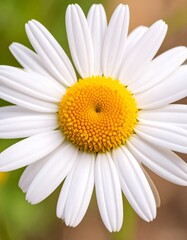 Naklejka premium Close-up of a daisy