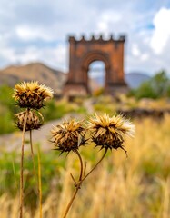 Dried thistle by ancient archway