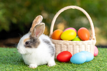 Bunny easter fluffy rabbit with basket full of colorful easter eggs on green garden nature flowers background on sunny day, Lovely mammal with bright eyes in nature life. Symbol of easter day. 