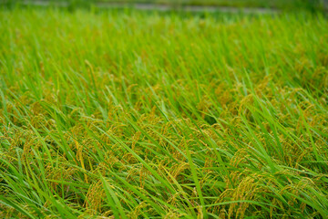 Rice. A large area of rice seedlings growing in the fields of Korea.