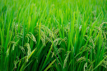Rice. A large area of rice seedlings growing in the fields of Korea.
