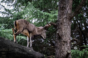 森の中のスーチョワンバーラル