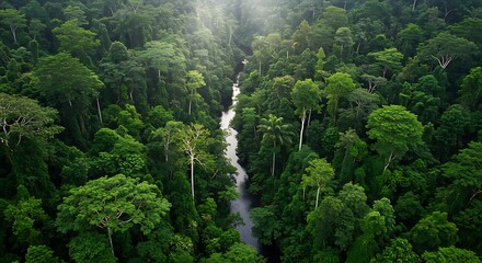 Aerial view of a river flowing through dense tropical rainforest