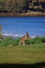 plebby beach, australia
