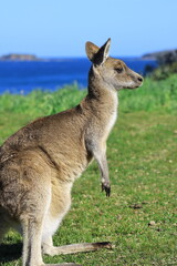 kangaroo in the grass