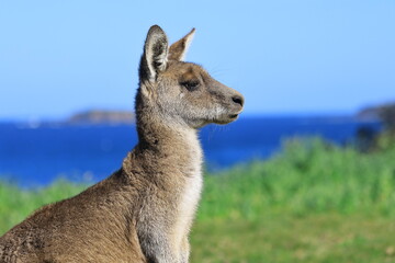 Fototapeta premium kangaroo in the grass