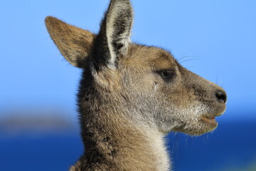 portrait of a kangaroo