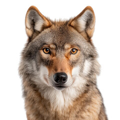 Fototapeta premium Majestic Wild Canine Portrait Showcasing Detailed Fur and Striking Eyes Against a Neutral Background transparent background