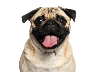 Obraz premium Playful Pug with Tongue Out, Three-Quarter Side Angle, isolated on transparent background.