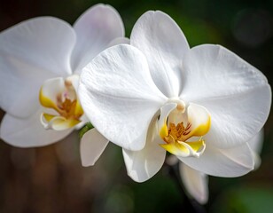 Fototapeta premium Close-up of two white orchids