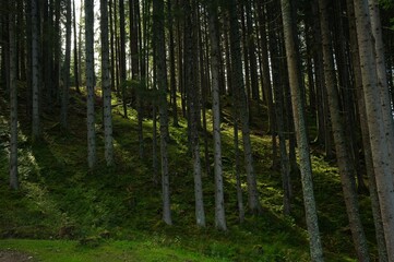 Fototapeta premium beautiful deep forest in the austrian alps near Embach