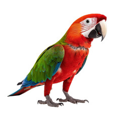 Naklejka premium Vibrant Scarlet Macaw with Bright Red, Green, and Blue Feathers Perched Gracefully Against a White Background transparent background