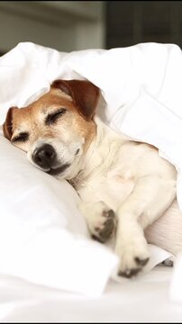 Adorable sleeping dog face. Comfortable white bed for cute pet. dog sleeps in bed with head on pillow. White bed linen. A woman's hand strokes its head, and the pet relaxes with its eyes closed.  9:16