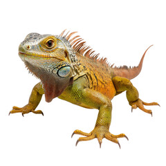 Obraz premium Colorful Iguana Sitting on a Surface with Textured Scales and Bright Colors in Natural Light transparent background