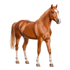 Naklejka premium Beautiful chestnut horse standing proudly on a white background showcasing its majestic features and smooth coat texture transparent background