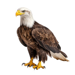 Obraz premium Majestic Bald Eagle Sitting Proudly on a Rock with Detailed Feather Texture and Intense Gaze Against White Background transparent background